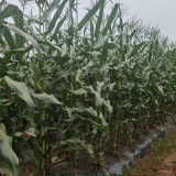 'Yu Heitian Nuo 950' Black Waxy Sweet Corn - Sweet Flavor, Semi-Compact Plants for Home Gardeners
