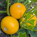 Yellow Pearl Zucchini Seeds - Early-Maturing, High Yield, Short-Vine, Round Golden Hybrid