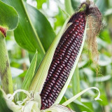 'Yu Heitian Nuo 950' Black Waxy Sweet Corn - Sweet Flavor, Semi-Compact Plants for Home Gardeners
