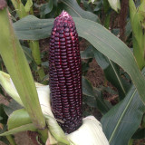 'Yu Heitian Nuo 950' Black Waxy Sweet Corn - Sweet Flavor, Semi-Compact Plants for Home Gardeners