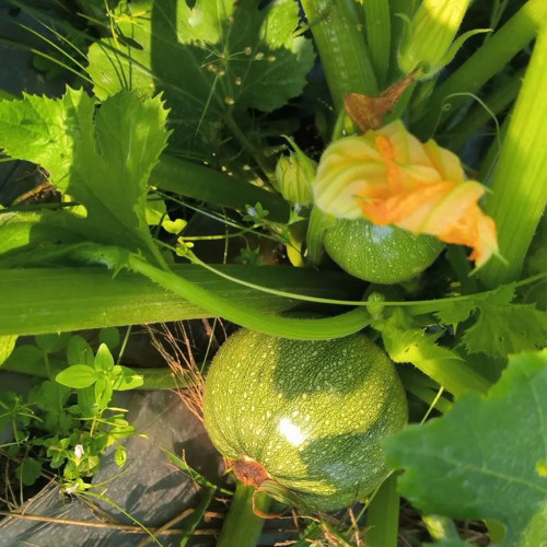 Black Pearl Round Zucchini Seeds - F1 Hybrid, Early-Maturing, Compact Vine, High-Yield Vegetable Garden Seeds