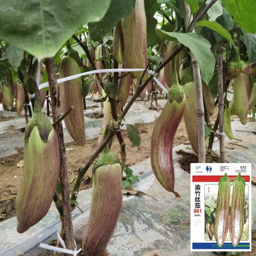 'Yu Zhusiqie 881' Hybrid Eggplant Seeds - Tender Sweet Flesh, High Market Value
