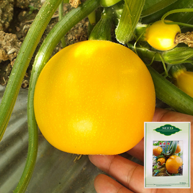 Yellow Pearl Zucchini Seeds - Early-Maturing, High Yield, Short-Vine, Round Golden Hybrid