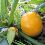 Yellow Pearl Zucchini Seeds - Early-Maturing, High Yield, Short-Vine, Round Golden Hybrid