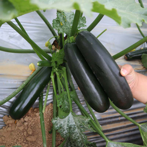 'Black Empress' Zucchini Seeds - F1 Hybrid, Compact Bush-Type with High Disease Resistance