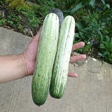 Yanbai No.7 White Cucumber - Early-maturing, High-yielding