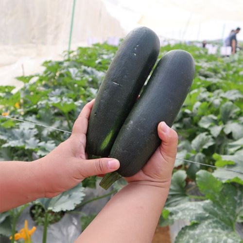 'Black Empress' Zucchini Seeds - F1 Hybrid, Compact Bush-Type with High Disease Resistance