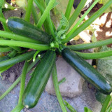 'Black Empress' Zucchini Seeds - F1 Hybrid, Compact Bush-Type with High Disease Resistance