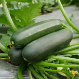 'Black Empress' Zucchini Seeds - F1 Hybrid, Compact Bush-Type with High Disease Resistance