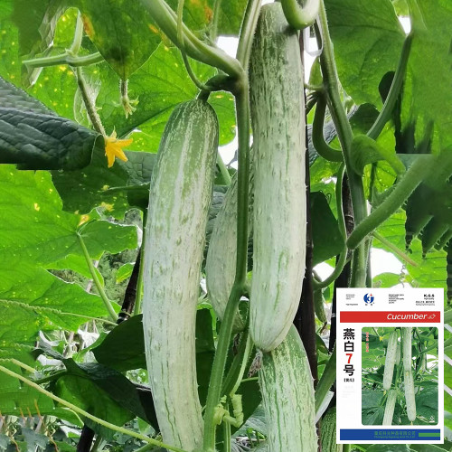 Yanbai No.7 White Cucumber - Early-maturing, High-yielding