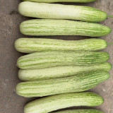 Yanbai No.7 White Cucumber - Early-maturing, High-yielding