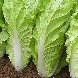 Fast Growing Pak Choi Seeds - Early Maturing Hybrid, High Yield Vegetable
