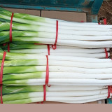 Zhangqiu Green Onion Seeds - Tall Crisp Sweet Variety