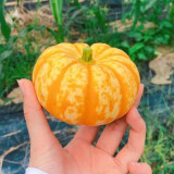 Orange Beibei Pumpkin Seeds | Early Maturing, High-Yield, Disease Resistant, Sweet Mealy Flesh, Easy to Grow