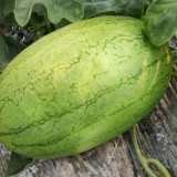 Yellow Flesh Watermelon Seeds - Sweet & Small Gifting Melon Variety for Home Garden