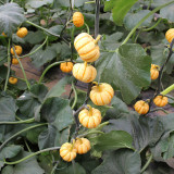Yellow Beibei Pumpkin Seeds - Sweet Flesh, High Yield, Long Storage, Decorative