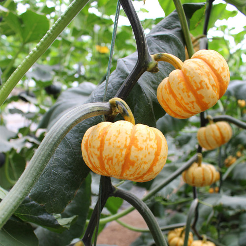 Yellow Beibei Pumpkin Seeds - Sweet Flesh, High Yield, Long Storage, Decorative