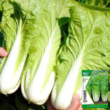 Fast Growing Pak Choi Seeds - Early Maturing Hybrid, High Yield Vegetable