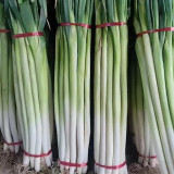Zhangqiu Green Onion Seeds - Tall Crisp Sweet Variety