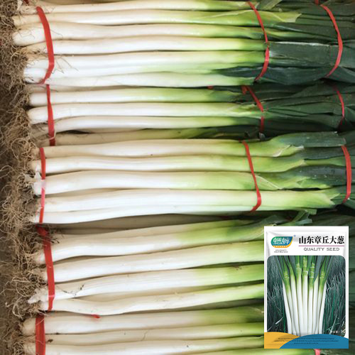 Zhangqiu Green Onion Seeds - Tall Crisp Sweet Variety
