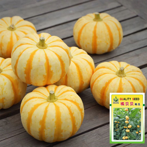 Orange Beibei Pumpkin Seeds | Early Maturing, High-Yield, Disease Resistant, Sweet Mealy Flesh, Easy to Grow