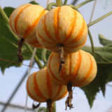 Orange Beibei Pumpkin Seeds | Early Maturing, High-Yield, Disease Resistant, Sweet Mealy Flesh, Easy to Grow