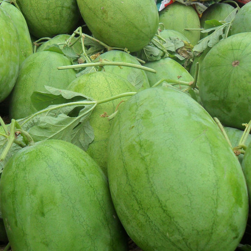Yellow Flesh Watermelon Seeds - Sweet & Small Gifting Melon Variety for Home Garden