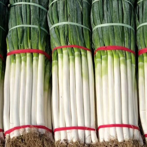 Zhangqiu Green Onion Seeds - Tall Crisp Sweet Variety
