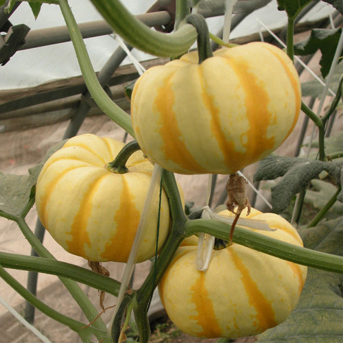 Orange Beibei Pumpkin Seeds | Early Maturing, High-Yield, Disease Resistant, Sweet Mealy Flesh, Easy to Grow