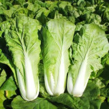 Fast Growing Pak Choi Seeds - Early Maturing Hybrid, High Yield Vegetable