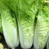 Fast Growing Pak Choi Seeds - Early Maturing Hybrid, High Yield Vegetable