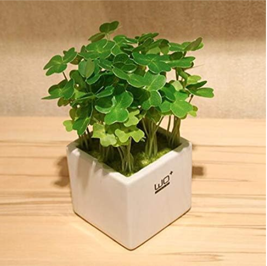 Four Leaf Clover Trifolium Repens Mixed Dutch Clover Seed Home & Garden Potted Planting