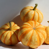 Orange Beibei Pumpkin Seeds | Early Maturing, High-Yield, Disease Resistant, Sweet Mealy Flesh, Easy to Grow