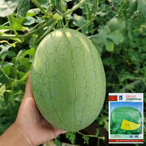 Yellow Flesh Watermelon Seeds - Sweet & Small Gifting Melon Variety for Home Garden