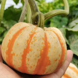 Yellow Beibei Pumpkin Seeds - Sweet Flesh, High Yield, Long Storage, Decorative