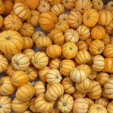Yellow Beibei Pumpkin Seeds - Sweet Flesh, High Yield, Long Storage, Decorative