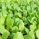 Shanghai Green - Baby Bok Choy Seeds, Quick Growing, Multiple Harvests, Balcony Garden