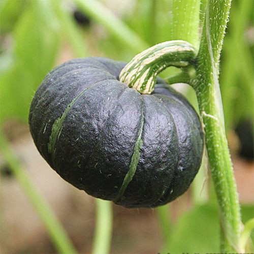 Green Beibei Pumpkin Seeds - Sweet Floury, Rich Aroma, High-Yield, Continuous Harvest