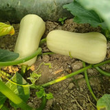 Cream Pumpkin Seeds - Orange Flesh, Early-Maturing, High Yield, Long Storage Fruit