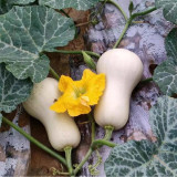 Cream Pumpkin Seeds - Orange Flesh, Early-Maturing, High Yield, Long Storage Fruit
