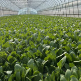 Shanghai Green - Baby Bok Choy Seeds, Quick Growing, Multiple Harvests, Balcony Garden