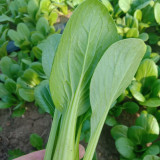 Shanghai Green - Baby Bok Choy Seeds, Quick Growing, Multiple Harvests, Balcony Garden