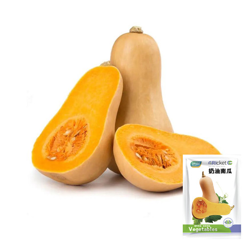 Cream Pumpkin Seeds - Orange Flesh, Early-Maturing, High Yield, Long Storage Fruit