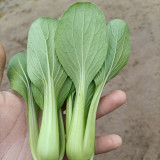 Shanghai Green - Baby Bok Choy Seeds, Quick Growing, Multiple Harvests, Balcony Garden