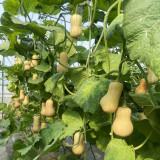 Cream Pumpkin Seeds - Orange Flesh, Early-Maturing, High Yield, Long Storage Fruit