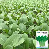 Shanghai Green - Baby Bok Choy Seeds, Quick Growing, Multiple Harvests, Balcony Garden