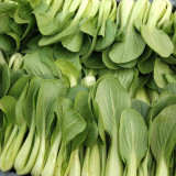 Shanghai Green - Baby Bok Choy Seeds, Quick Growing, Multiple Harvests, Balcony Garden