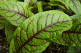 Sorrel Seeds - Blood Veins - Heirloom Greens