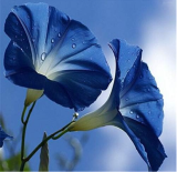 Morning Glory Flower Seeds for Home Garden Planting (Color: 1)