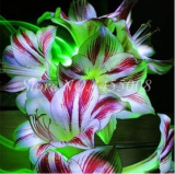 Amaryllis Flower Seeds Not Bulbs Hippeastrum for Home & Garden (Color: 9)